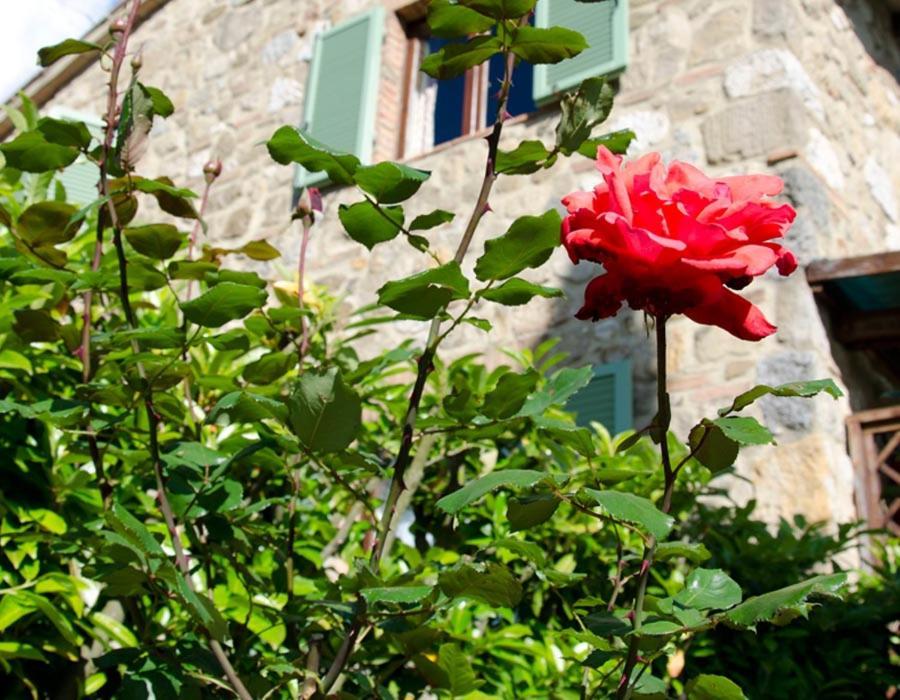 Tenuta Colombaio Casole dʼElsa Exterior foto